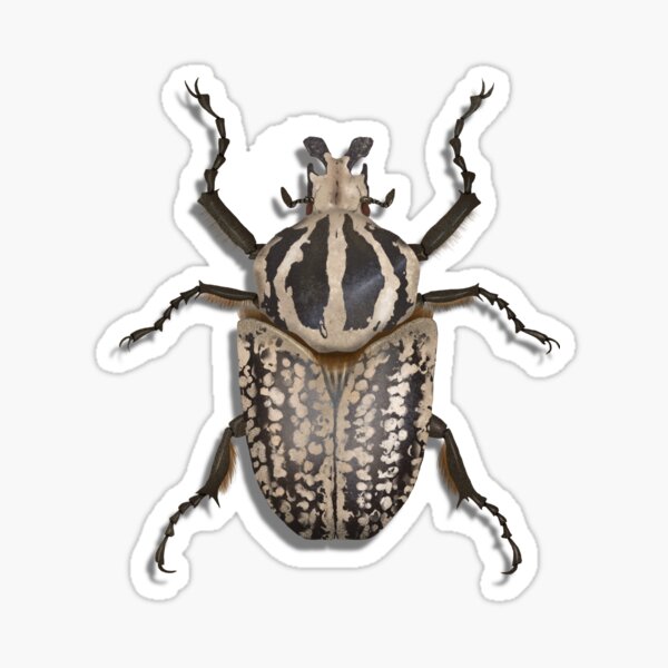 Item preview, Goliath beetle specimen  designed and sold by mezeianna.