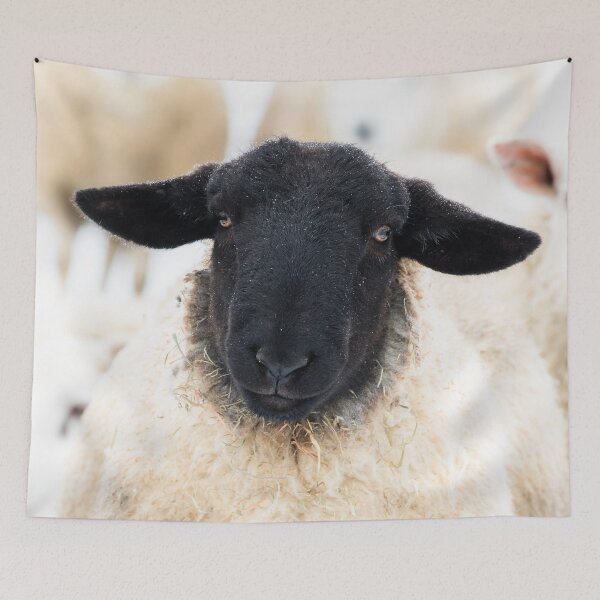 Item preview, Suffolk Sheep Portrait designed and sold by Jane Stanley Photography.