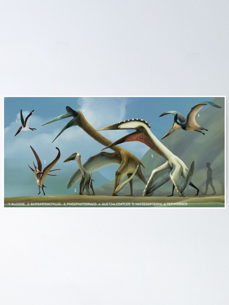 Size Comparison of Large Pterosaurs in 2023