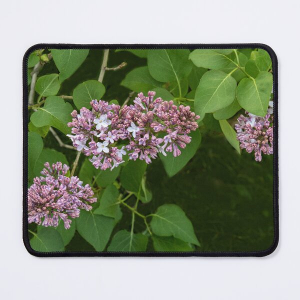 Item preview, First Lilacs of the Season designed and sold by Gerda Grice Photography.