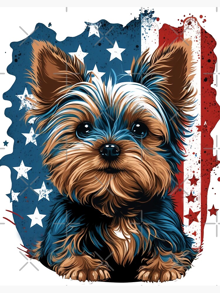 Boy yorkie hot sale