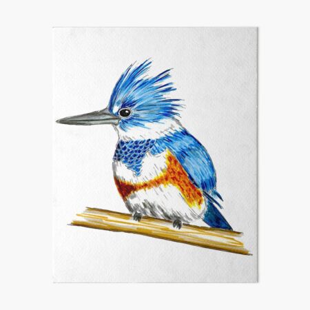 Female Belted Kingfisher Drawing Art Board Print for Sale by Sockstomistic