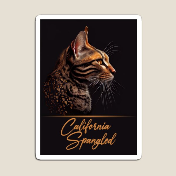 California best sale domestic cat