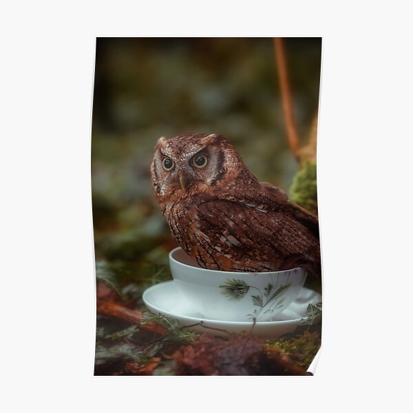 Tea with owl Poster