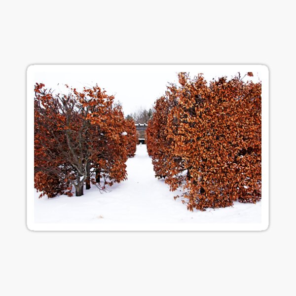 Item preview, European Beech Hedges designed and sold by Debbie Oppermann.