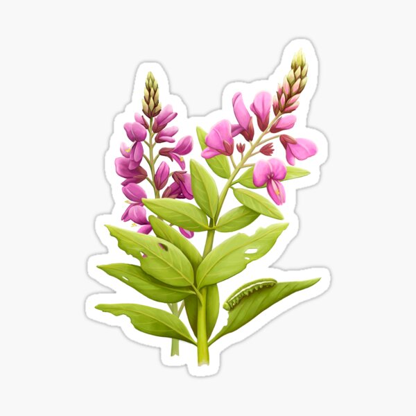 Orange Sulphur Caterpillar Sticker