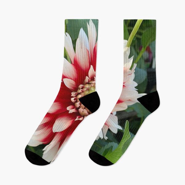 Item preview, Red And White Dahlia Bloom designed and sold by KirtTisdale.