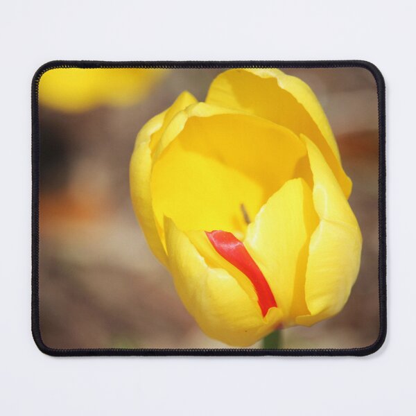 Item preview, Yellow Tulip With Red Stripe designed and sold by Cynthia48.