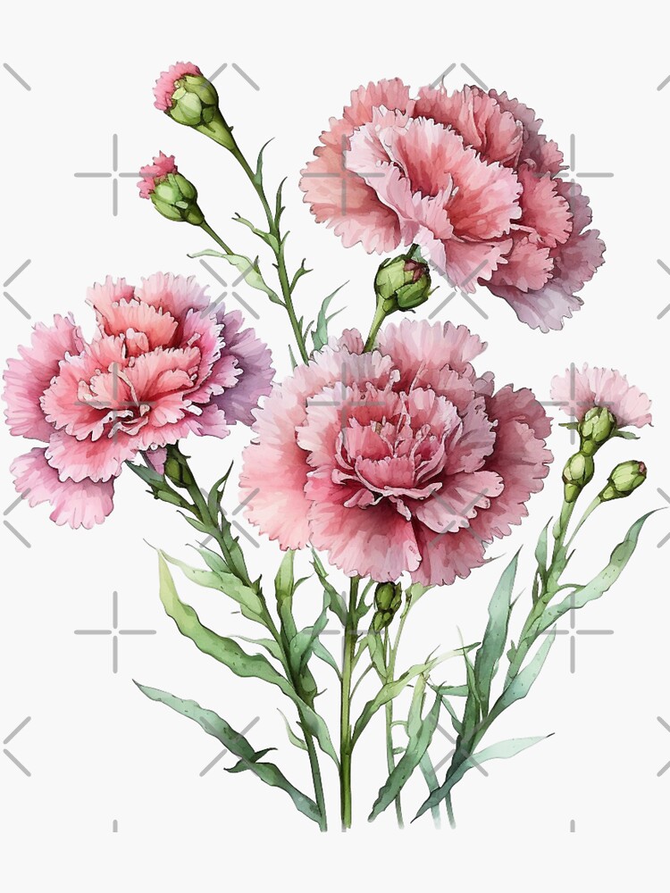 Carnation flowers Greeting Card for Sale by katystore