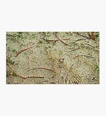 Sandy Photographic Print