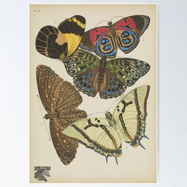 Item preview, Vintage Butterfly Poster Botanical Print designed and sold by Sintija BILIKA.