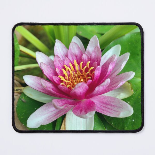 Item preview, water lily designed and sold by Gourmetkater.