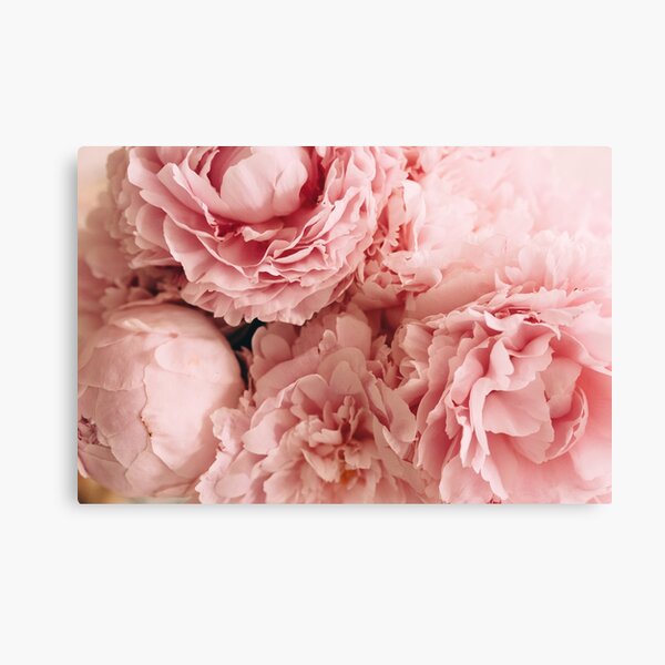 Pink Peony Canvas Print