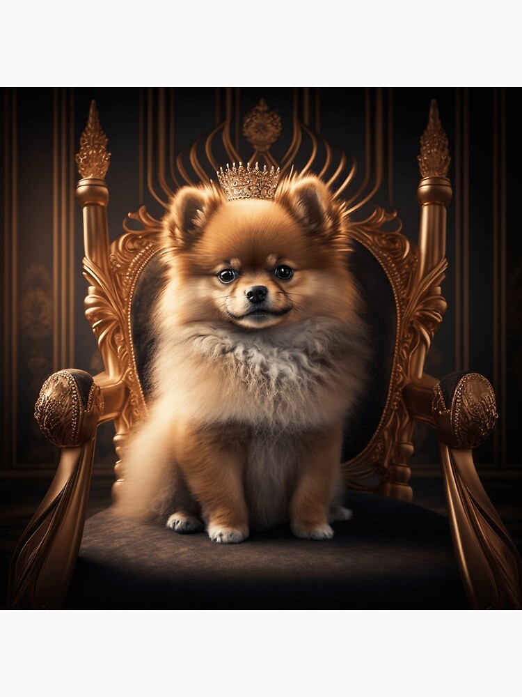 Black and hot sale gold pomeranian