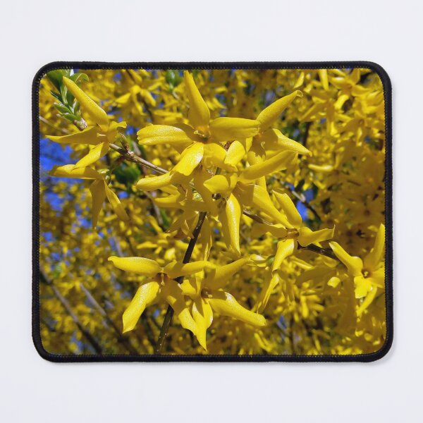 Item preview, Happy spring vibrant forsythias original artwork designed and sold by paragonDesign28.