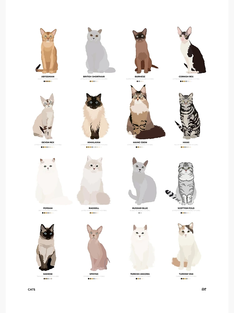 Cat fashion breeds chart