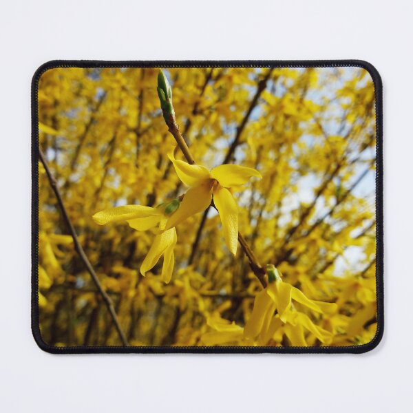 Item preview, Happy spring vibrant forsythias original artwork designed and sold by paragonDesign28.