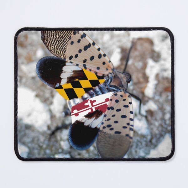 Item preview, Maryland Flag Spotted Lanternfly Photo designed and sold by Tara Stark.