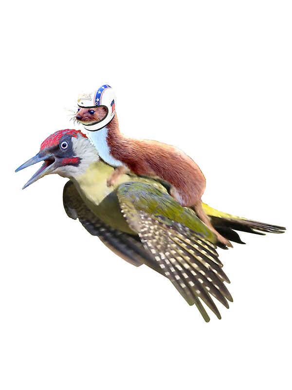 "Flying Woodpecker Weasel Knievel Meme" Stickers by O O Redbubble