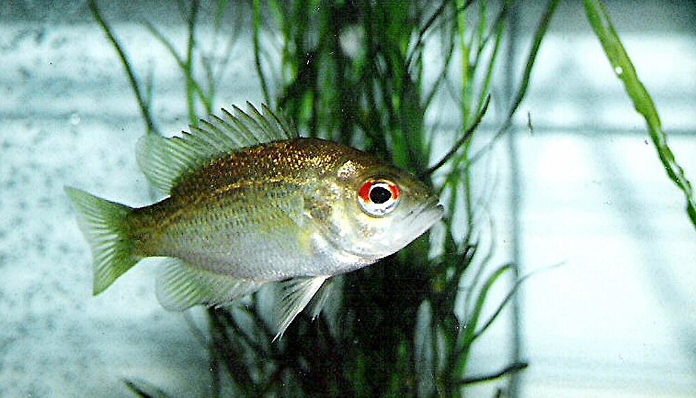 "Baby Rock Bass" by drumsandkeys Redbubble