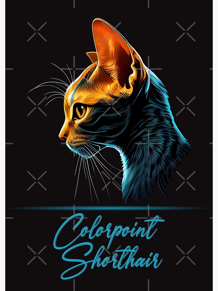 gato de pelo corto colorpoint