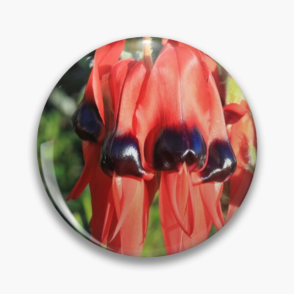 Item preview, Swainsona formosa - Sturt's Desert Pea designed and sold by ausnative.