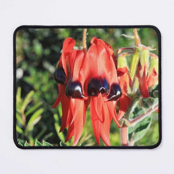 Item preview, Swainsona formosa - Sturt's Desert Pea designed and sold by ausnative.