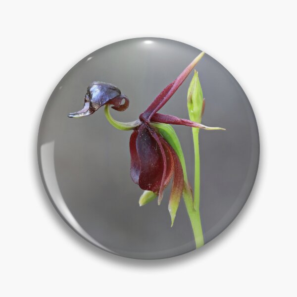 Item preview, Caleana major - Flying Duck Orchid designed and sold by ausnative.