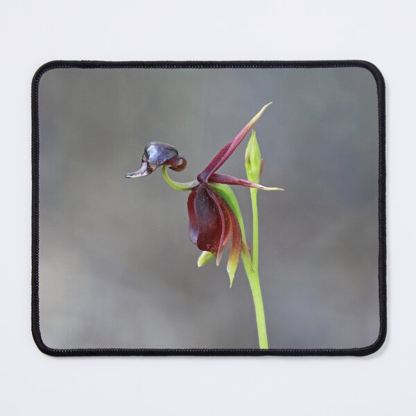 Item preview, Caleana major - Flying Duck Orchid designed and sold by ausnative.