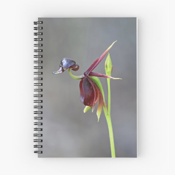 Item preview, Caleana major - Flying Duck Orchid designed and sold by ausnative.