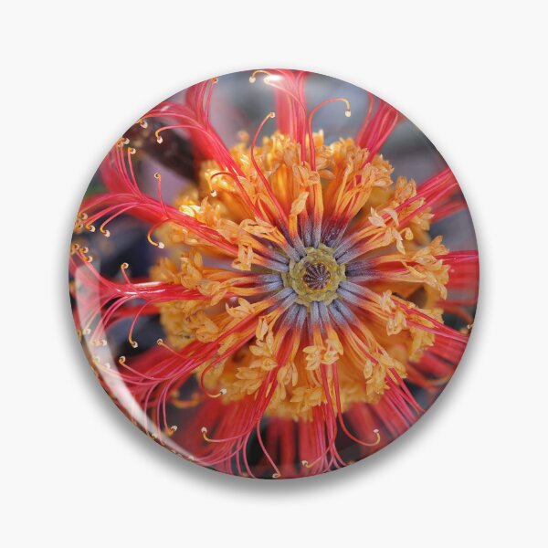 Item preview, Banksia ericifolia - Heath-leaved Banksia designed and sold by ausnative.