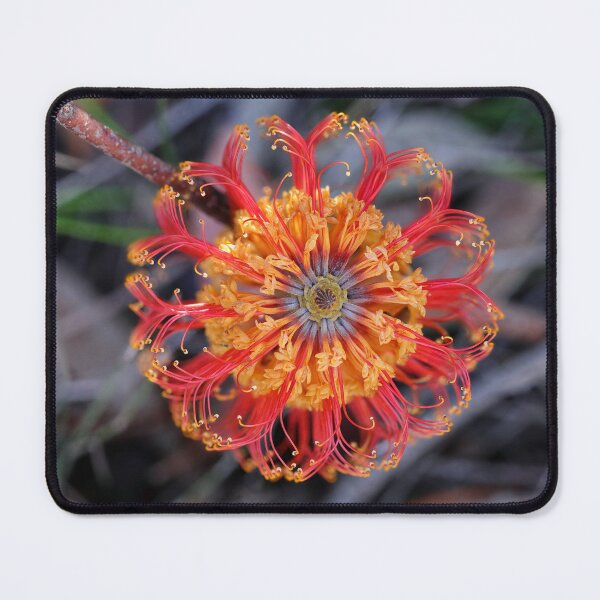 Item preview, Banksia ericifolia - Heath-leaved Banksia designed and sold by ausnative.