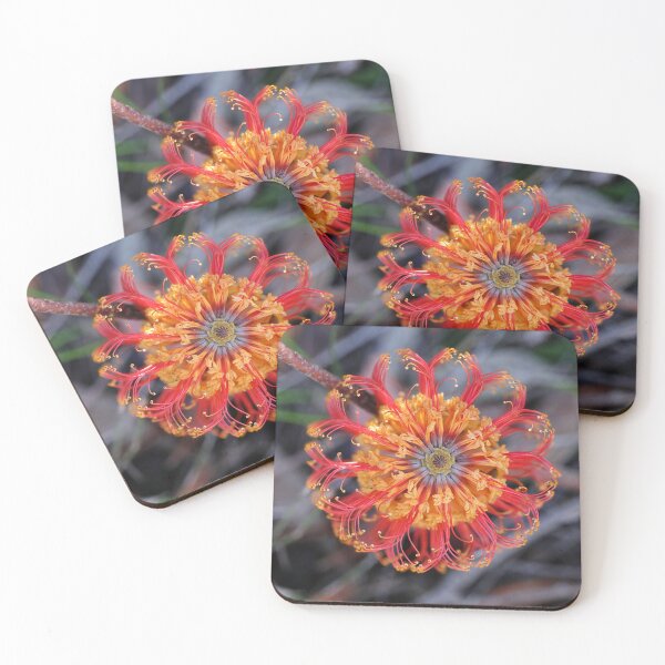 Item preview, Banksia ericifolia - Heath-leaved Banksia designed and sold by ausnative.