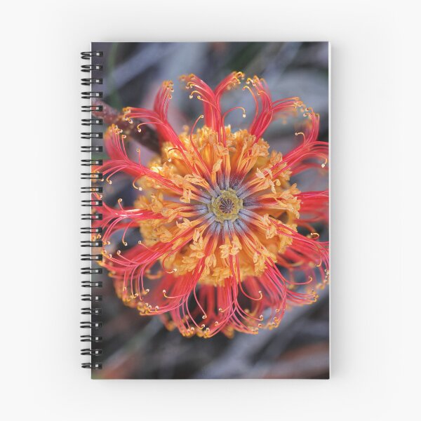Item preview, Banksia ericifolia - Heath-leaved Banksia designed and sold by ausnative.