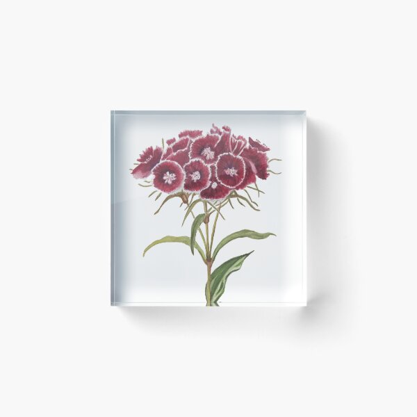 Item preview, Sweet william designed and sold by RebeccaGaleney.
