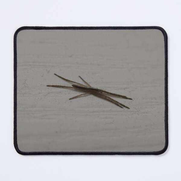 Item preview, Thasyraea ornata spider designed and sold by greentiger1.