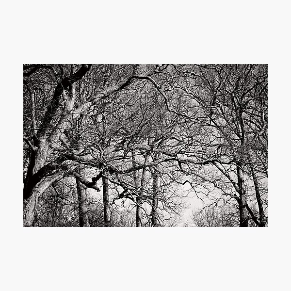 Reaching Out Photographic Print