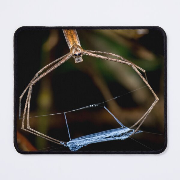 Item preview, An ogre-faced spider (Deinopis spinosa) ready to cast its web! designed and sold by AvonPerception.