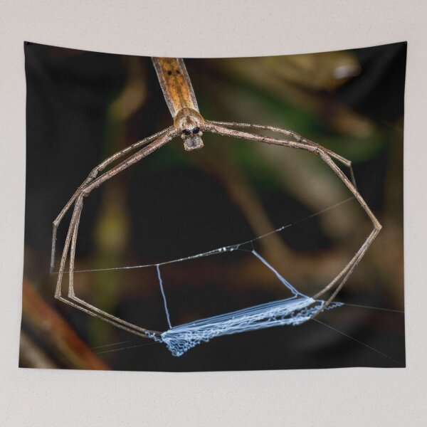 Item preview, An ogre-faced spider (Deinopis spinosa) ready to cast its web! designed and sold by AvonPerception.
