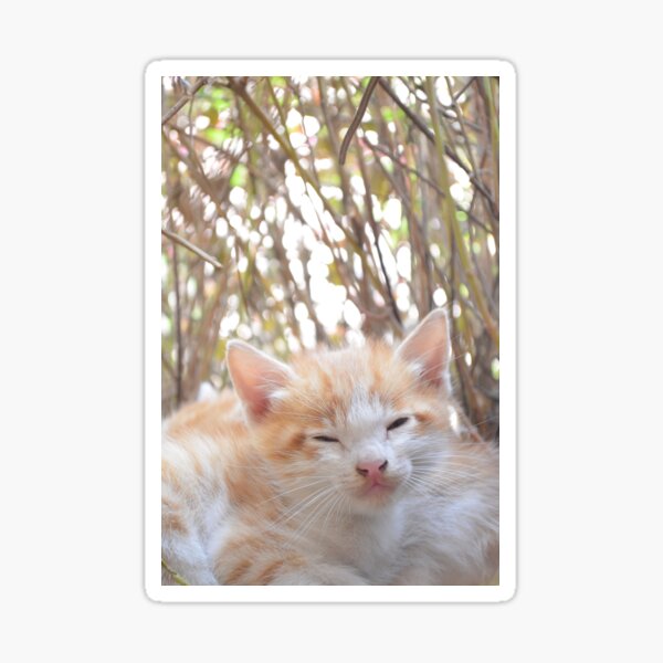 Item preview, Cuteness Overloaded designed and sold by Mubasher Kaleem.