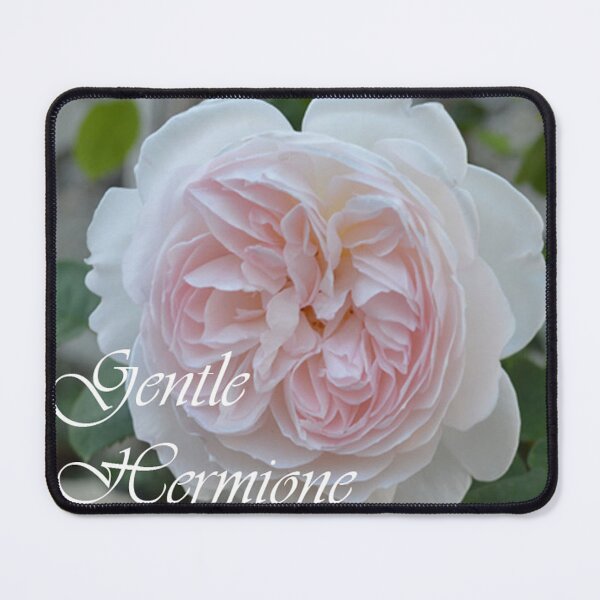 Item preview, Gentle Hermione - David Austin Rose from Jardin de la Maison Rose designed and sold by JacquiRose23.