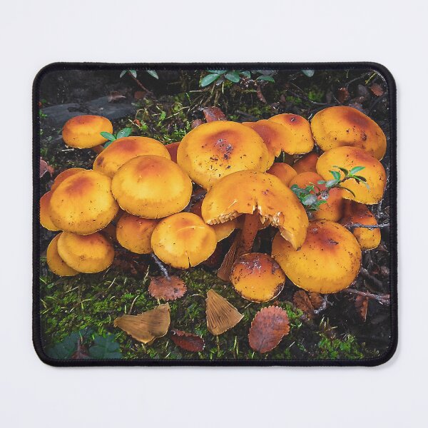 Item preview, Orange mushrooms in patagonia forest, ushuaia, argentina designed and sold by DFLC Prints.