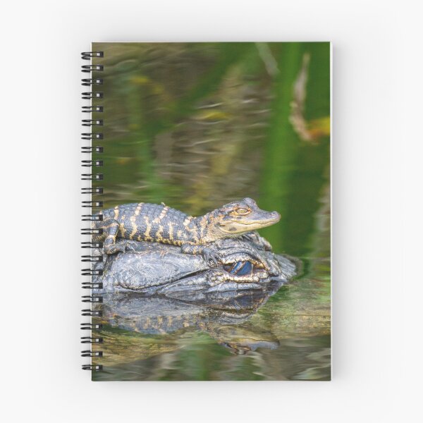 Item preview, Lets go for a ride | Alligators | Everglades National Park designed and sold by TinyDinoDesigns.