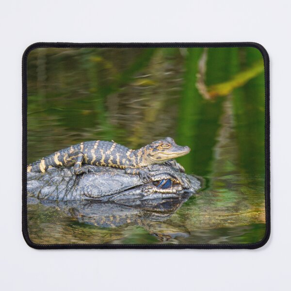 Item preview, Lets go for a ride | Alligators | Everglades National Park designed and sold by TinyDinoDesigns.