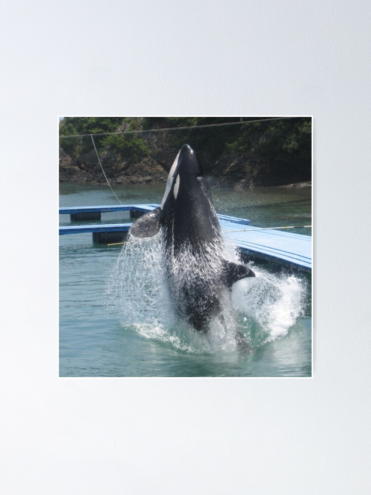 Thumbnail 1 of 3, Poster, Whale designed and sold by Zeus-Designer.
