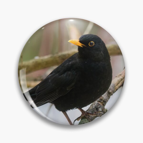 Item preview, Black is black. Eurasian blackbird designed and sold by Jouko Lehto Photography.