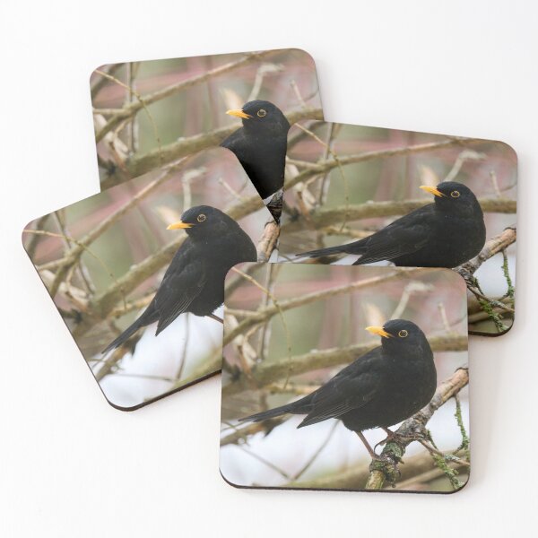 Item preview, Black is black. Eurasian blackbird designed and sold by Jouko Lehto Photography.