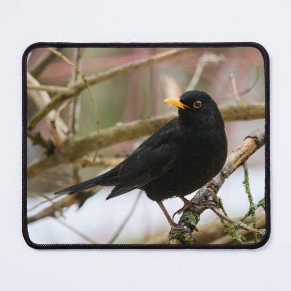 Item preview, Black is black. Eurasian blackbird designed and sold by Jouko Lehto Photography.