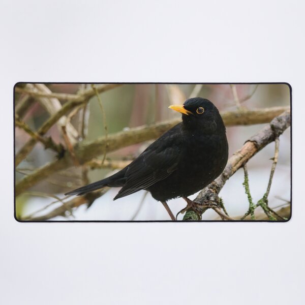 Item preview, Black is black. Eurasian blackbird designed and sold by Jouko Lehto Photography.