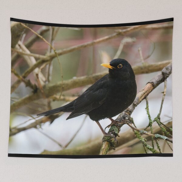 Item preview, Black is black. Eurasian blackbird designed and sold by Jouko Lehto Photography.